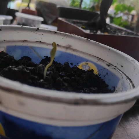 Genética desconocida growlog photo: Semillas germinadas 