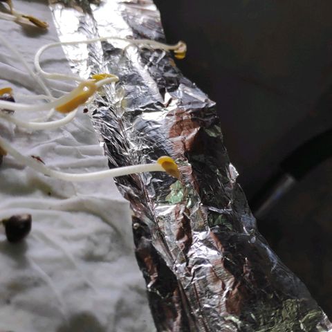 Genética desconocida growlog photo: Semillas germinadas 