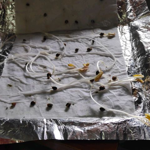 Genética desconocida growlog photo: Semillas germinadas 