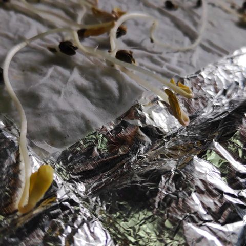 Genética desconocida growlog photo: Semillas germinadas 