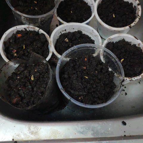 Genética desconocida growlog photo: Semillas germinadas 
