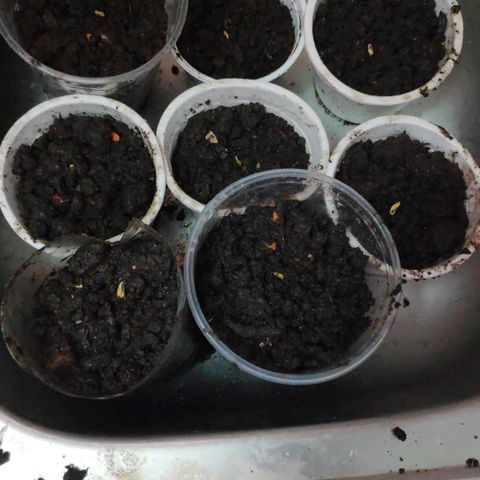 Genética desconocida growlog photo: Semillas germinadas 