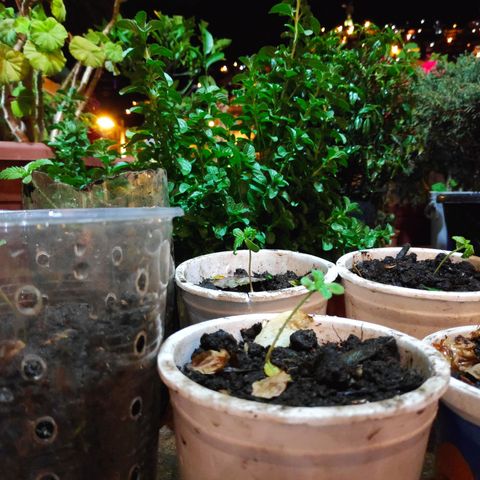 Genética desconocida growlog photo: Plántula. 
6 Plantas