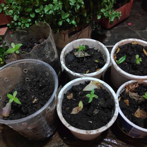 Genética desconocida growlog photo: Plántula. 
6 Plantas