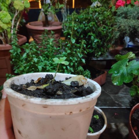 Genética desconocida growlog photo: Plántula. 
6 Plantas