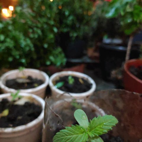 Genética desconocida growlog photo: Plántula. 
6 Plantas