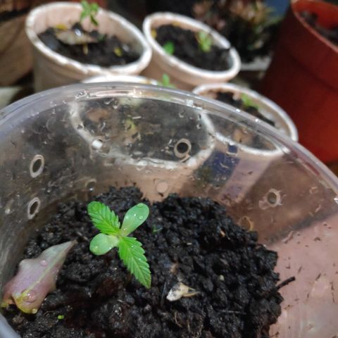 Genética desconocida growlog photo: Plántula. 
6 Plantas