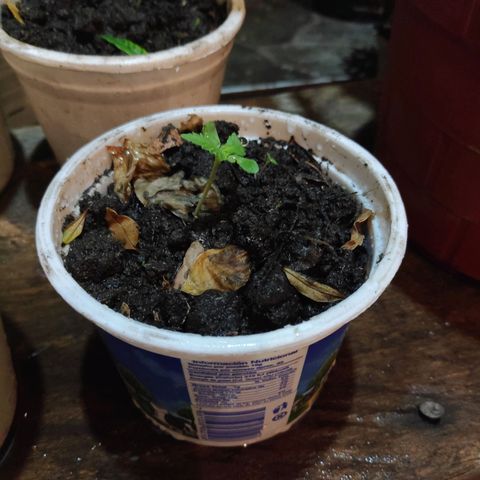 Genética desconocida growlog photo: Plántula. 
6 Plantas