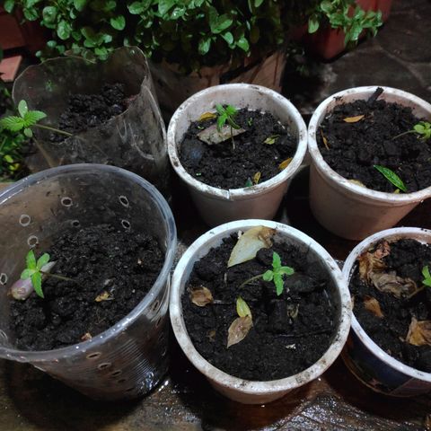 Genética desconocida growlog photo: Plántula. 
6 Plantas