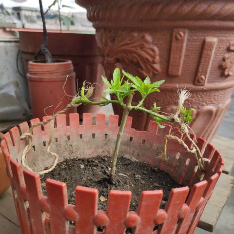 Genética desconocida growlog photo: 70 días
2 podas
1 transplante
Aparece araña roja

