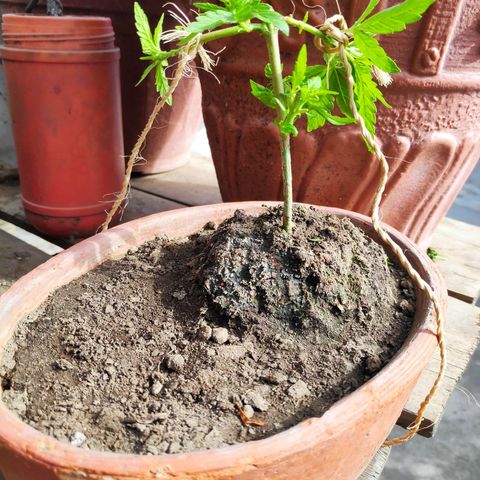 Genética desconocida growlog photo: 70 días
2 podas
1 transplante
Aparece araña roja
