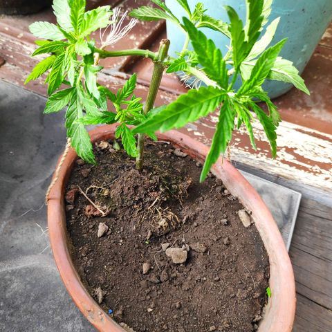 Genética desconocida growlog photo: 70 días
2 podas
1 transplante
Aparece araña roja
