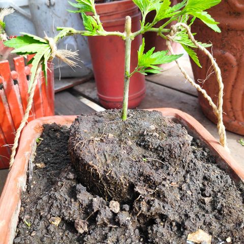 Genética desconocida growlog photo: 70 días
2 podas
1 transplante
Aparece araña roja
