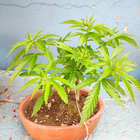 Genética desconocida growlog photo: 2do amarre de ramas 