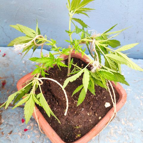 Genética desconocida growlog photo: 2do amarre de ramas 