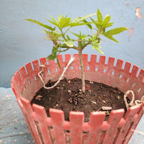 Genética desconocida growlog photo: 2do amarre de ramas 