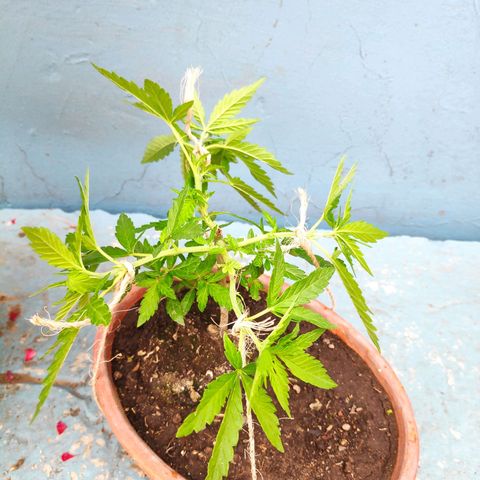 Genética desconocida growlog photo: 2do amarre de ramas 