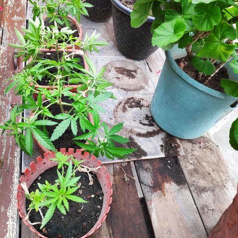 Genética desconocida growlog photo: 2do amarre de ramas 