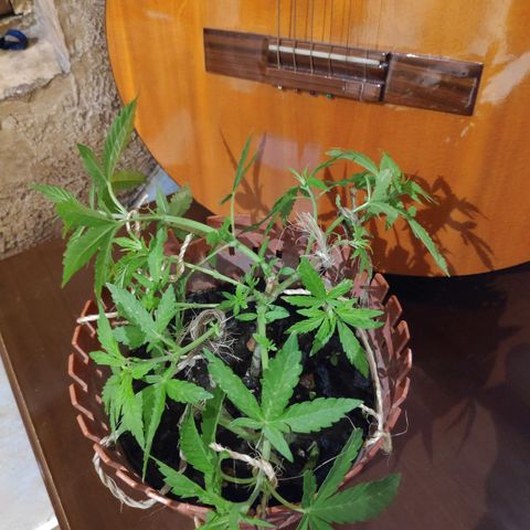 Genética desconocida growlog photo: 2do amarre.
Aparecen puntos en las hojas. 
Temporada de fuertes lluvias