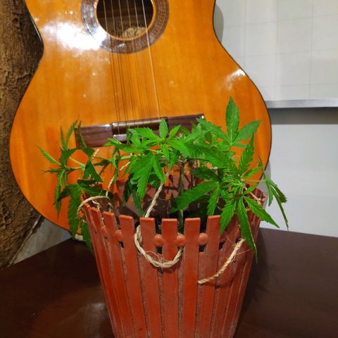 Genética desconocida growlog photo: 2do amarre.
Aparecen puntos en las hojas. 
Temporada de fuertes lluvias