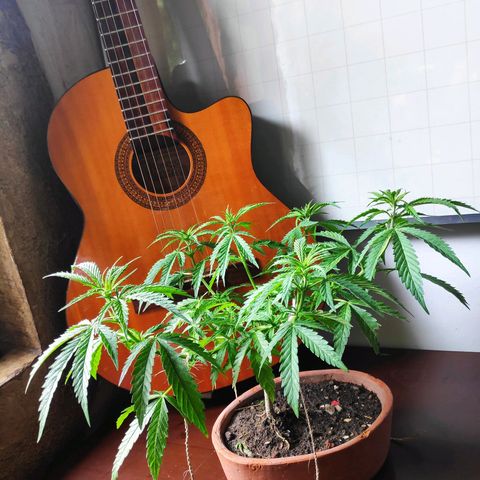 Genética desconocida growlog photo: 3er amarre.
Aparecen puntos blancos en las hojas.
Temporada de fuertes lluvias.