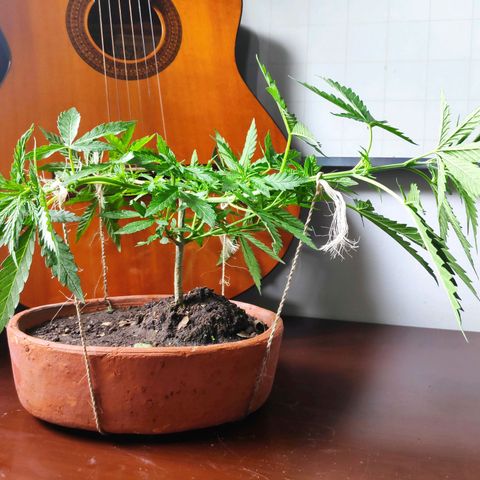 Genética desconocida growlog photo: 3er amarre.
Aparecen puntos blancos en las hojas.
Temporada de fuertes lluvias.