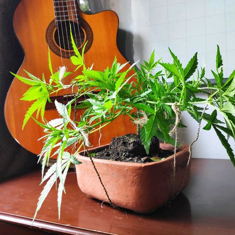 Genética desconocida growlog photo: 3er amarre.
Aparecen puntos blancos en las hojas.
Temporada de fuertes lluvias.
