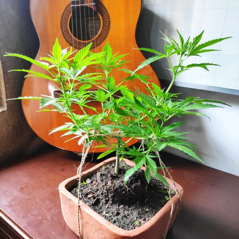 Genética desconocida growlog photo: 3er amarre.
Aparecen puntos blancos en las hojas.
Temporada de fuertes lluvias.