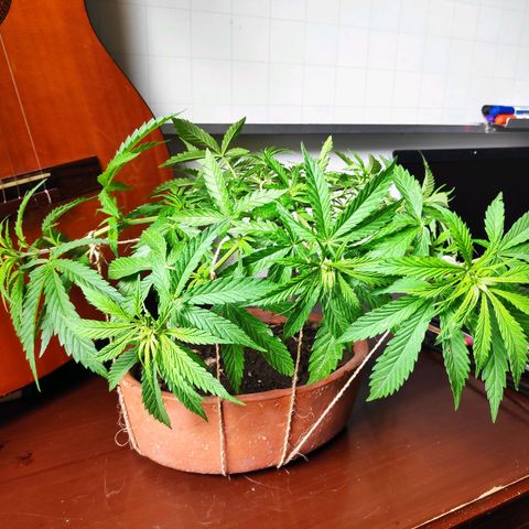 Genética desconocida growlog photo: 3er amarre.
Aparecen puntos blancos en las hojas.
Temporada de fuertes lluvias.