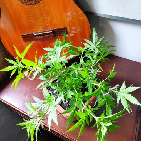 Genética desconocida growlog photo: 3er amarre.
Aparecen puntos blancos en las hojas.
Temporada de fuertes lluvias.