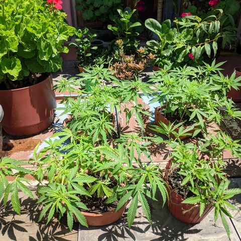 Genética desconocida growlog timeline photo