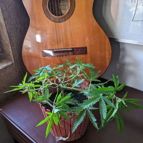 Genética desconocida growlog photo: 4to amarre.
Las hojas presentan puntos amarillos.