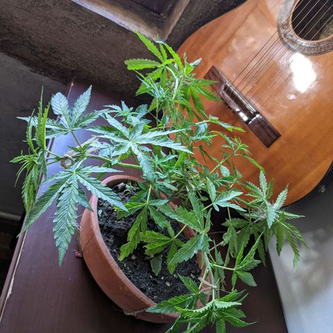 Genética desconocida growlog photo: 4to amarre.
Las hojas presentan puntos amarillos.