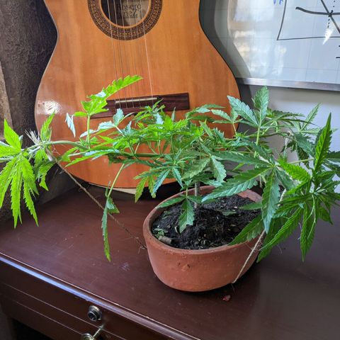 Genética desconocida growlog photo: 4to amarre.
Las hojas presentan puntos amarillos.