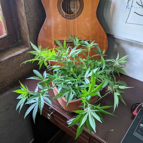 Genética desconocida growlog photo: 4to amarre.
Las hojas presentan puntos amarillos.