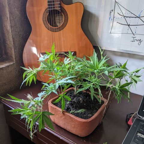Genética desconocida growlog photo: 4to amarre.
Las hojas presentan puntos amarillos.