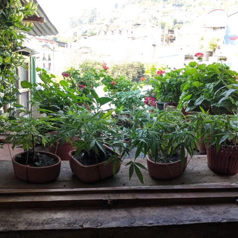 Genética desconocida growlog photo: 4to amarre.
Las hojas presentan puntos amarillos.