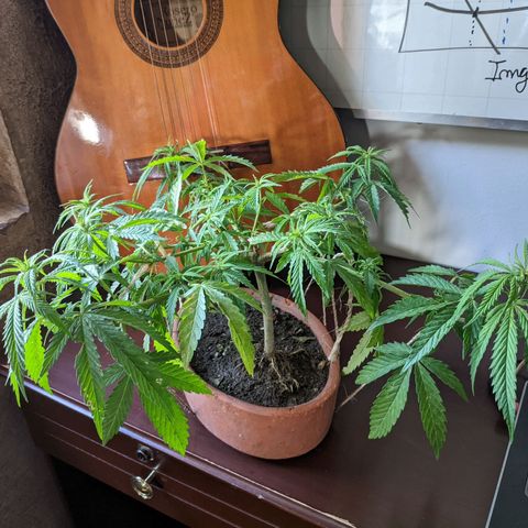 Genética desconocida growlog photo: 4to amarre.
Las hojas presentan puntos amarillos.
