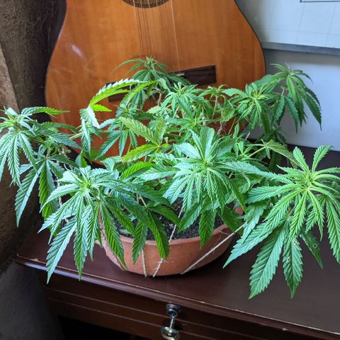 Genética desconocida growlog photo: 4to amarre.
Las hojas presentan puntos amarillos.
