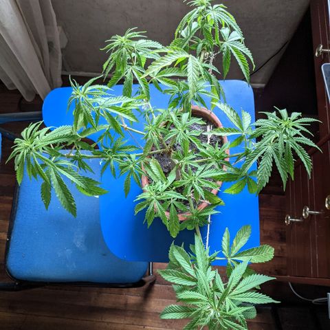 Genética desconocida growlog photo: Abonado.
Poda de bajos.
Presencia de puntos amarillos en las hojas.