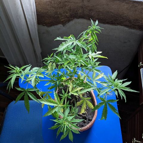 Genética desconocida growlog photo: Abonado.
Poda de bajos.
Presencia de puntos amarillos en las hojas.