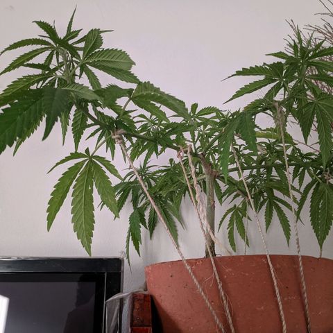 Genética desconocida growlog photo: Abonado.
Poda de bajos.
Presencia de puntos amarillos en las hojas.