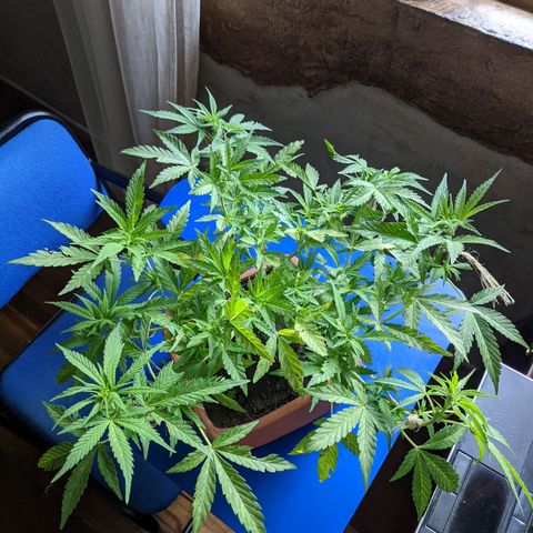 Genética desconocida growlog photo: Abonado.
Poda de bajos.
Presencia de puntos amarillos en las hojas.