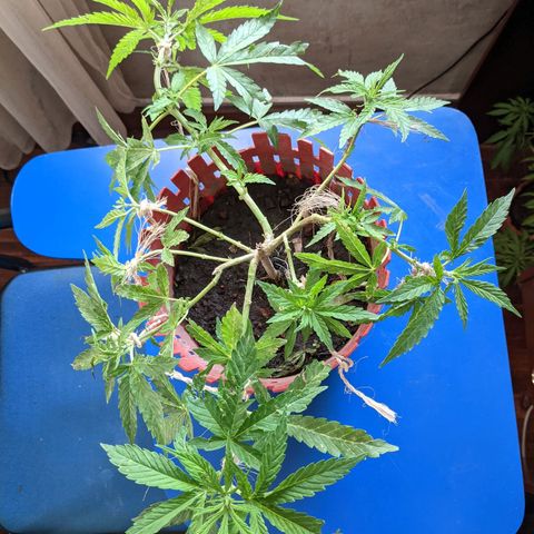 Genética desconocida growlog photo: Abonado.
Poda de bajos.
Presencia de puntos amarillos en las hojas.