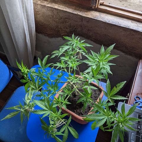 Genética desconocida growlog photo: Abonado.
Poda de bajos.
Presencia de puntos amarillos en las hojas.