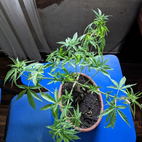 Genética desconocida growlog photo: Abonado.
Poda de bajos.
Presencia de puntos amarillos en las hojas.