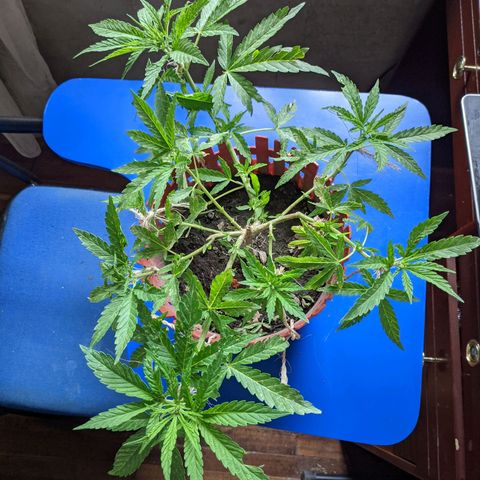 Genética desconocida growlog photo: Abonado.
Poda de bajos.
Presencia de puntos amarillos en las hojas.