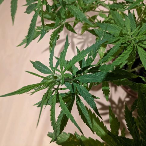 Genética desconocida growlog photo: Planta macho.
Hojas afectadas por orugas además de presentar puntos amarillos.
Emite menor olor.
Espacios internodales más largos.
