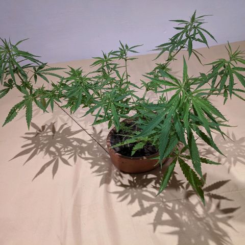 Genética desconocida growlog photo: Planta macho.
Hojas afectadas por orugas además de presentar puntos amarillos.
Emite menor olor.
Espacios internodales más largos.