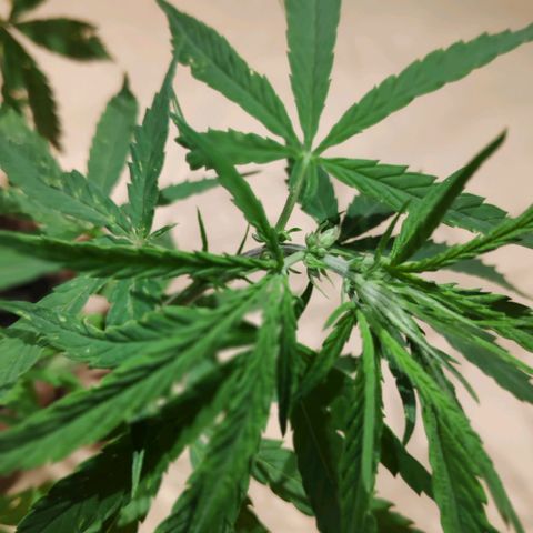 Genética desconocida growlog photo: Planta macho.
Hojas afectadas por orugas además de presentar puntos amarillos.
Emite menor olor.
Espacios internodales más largos.